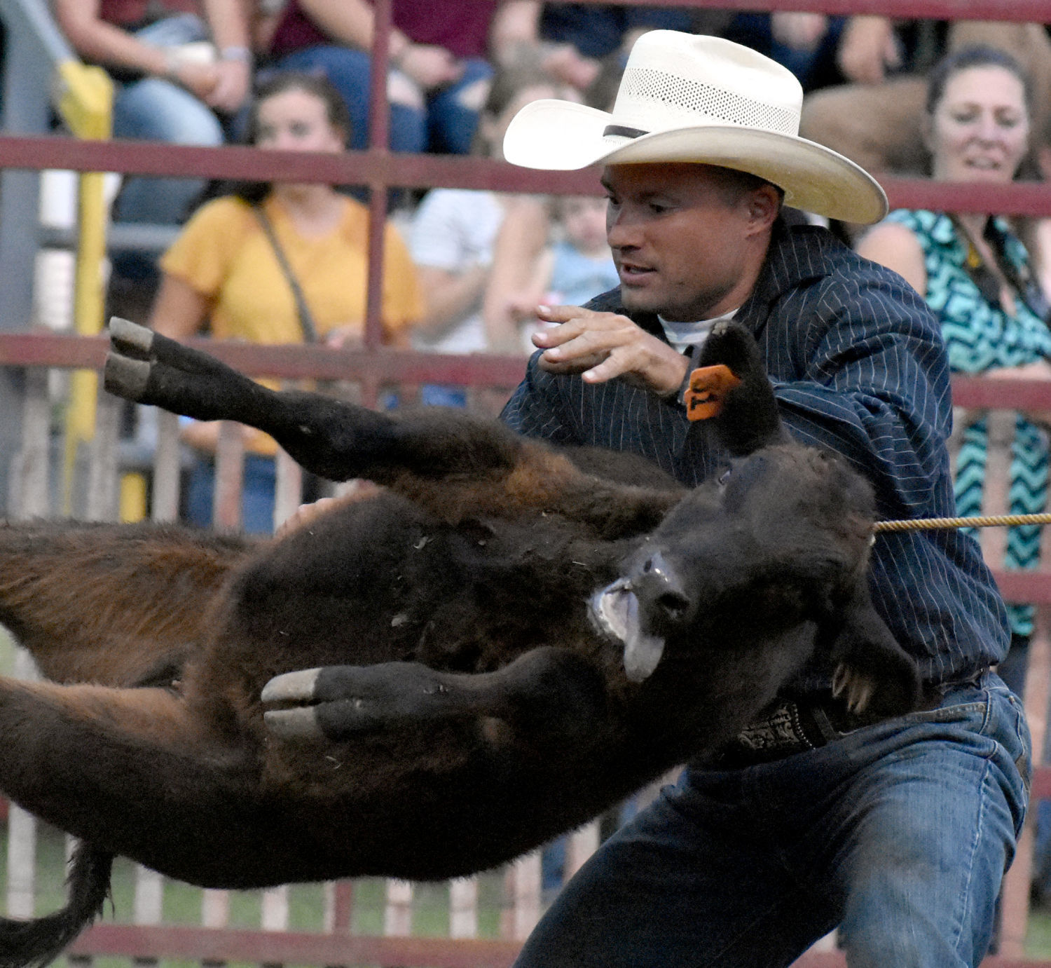 Flipping the calf over